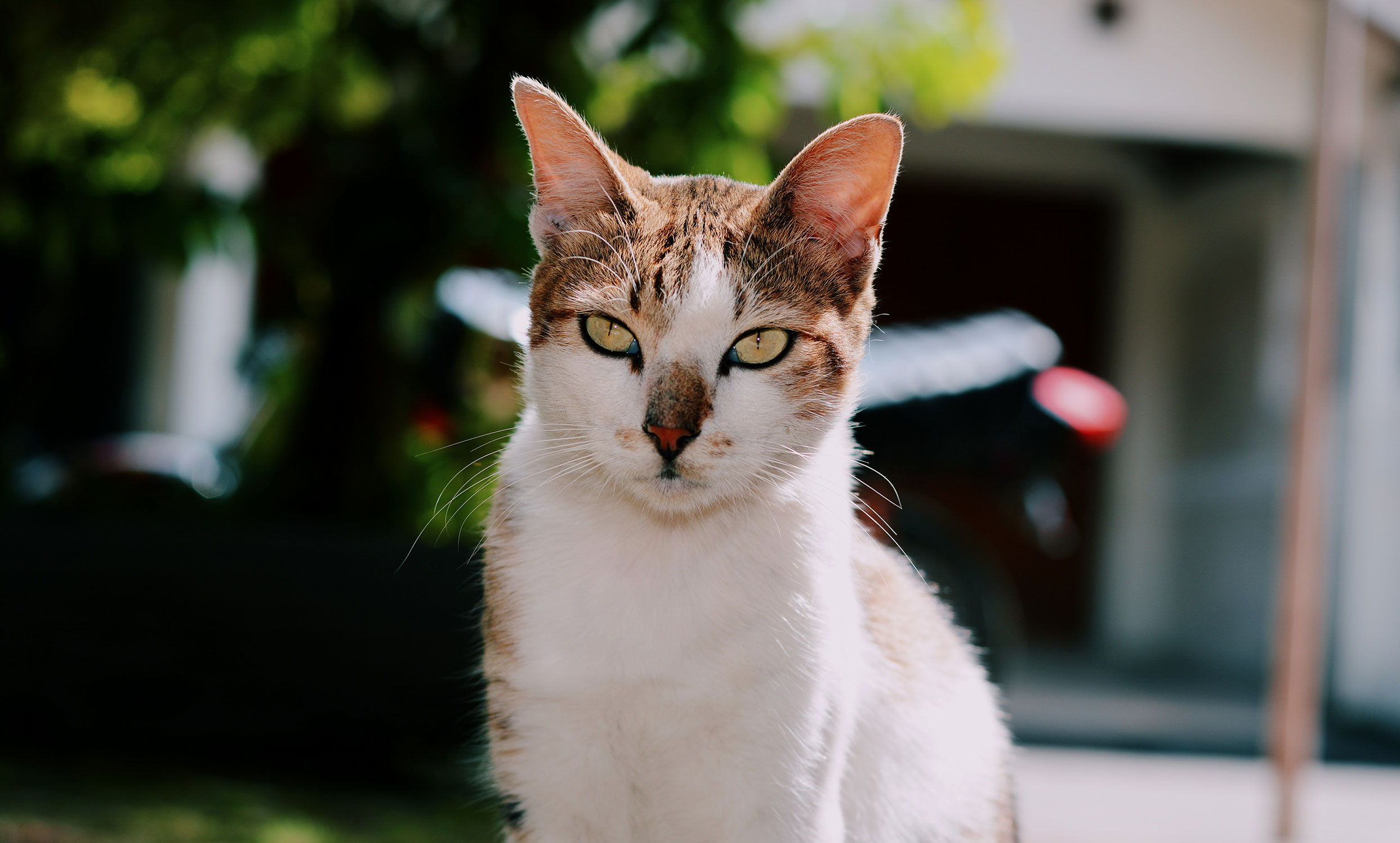 Cat